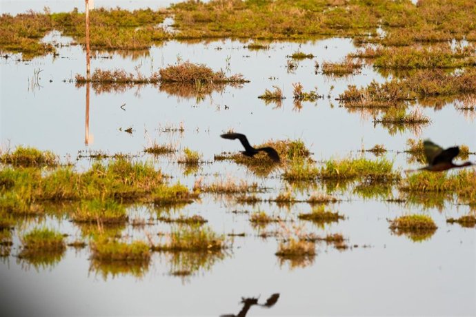 Imágenes de las Marisma del Coto de Doñana. A 31 de marzo de 2025 en Hinojos, Huelva (Andalucía, España). La consejera de Sostenibilidad y Medio Ambiente, Catalina García, visita las marismas de Doñana en el municipio de Hinojos (Huelva). Durante el recor