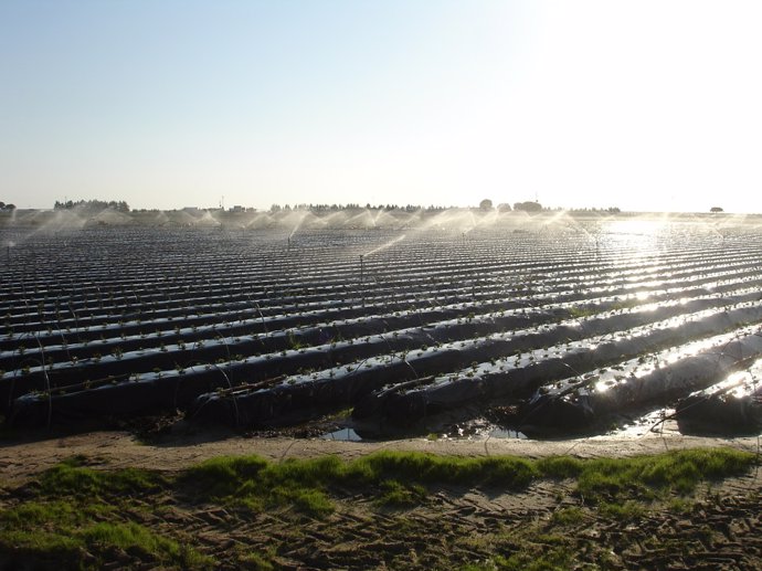 Archivo - Riego en una plantación de fresas.