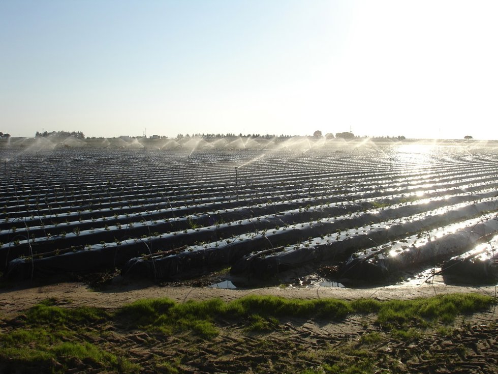 Archivo - Riego en una plantación de fresas.