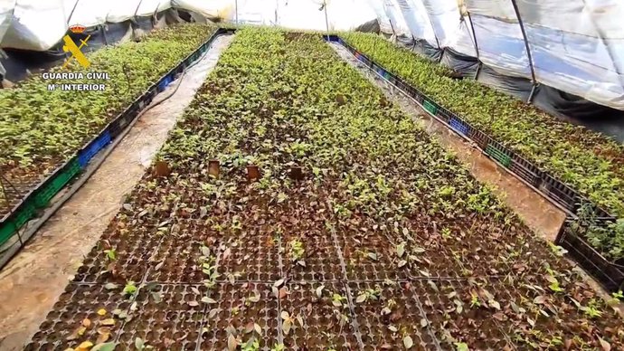 Vivero clandestino de arándanos localizado en Lepe (Huelva).