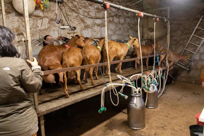 Archivo - Imagen de archivo de un grupo de cabras terminando el proceso de ordeño.