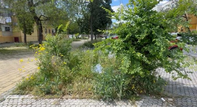 Ramas Crecidas En Sevilla.