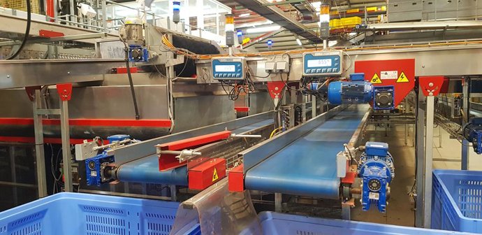 Línea de envasado de productos hortofrutícolas en una empresa de Almería.