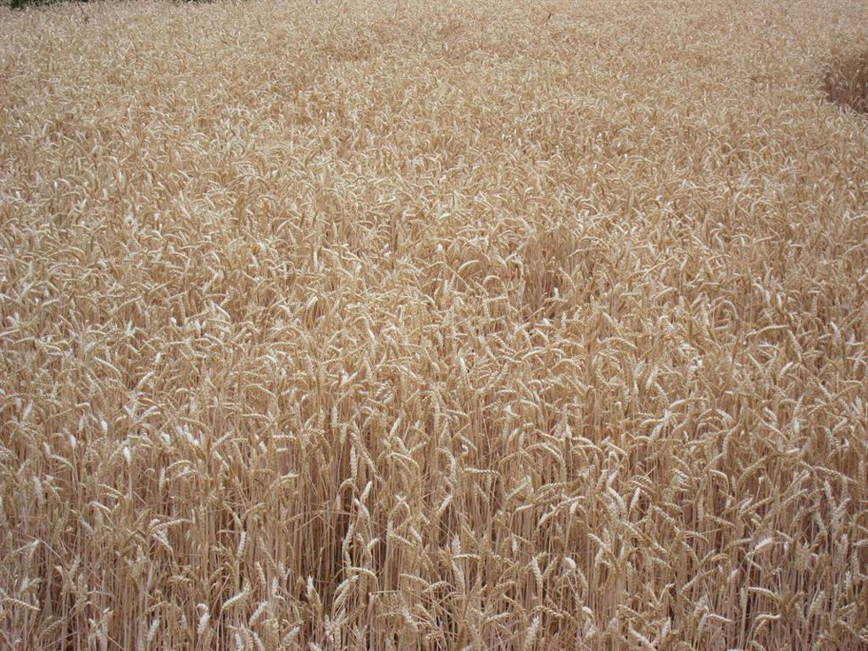 Archivo - Cultivo de cereales
