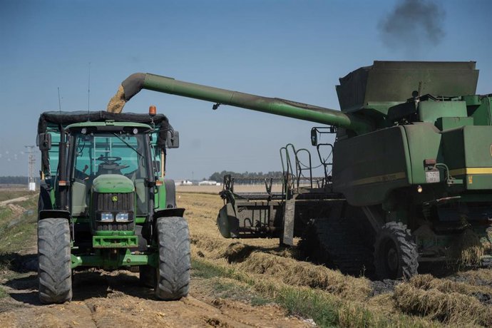Archivo - Máquinas agrícolas recolectando arroz en las marismas del Guadalquivir. A 22 de octubre de 2024.