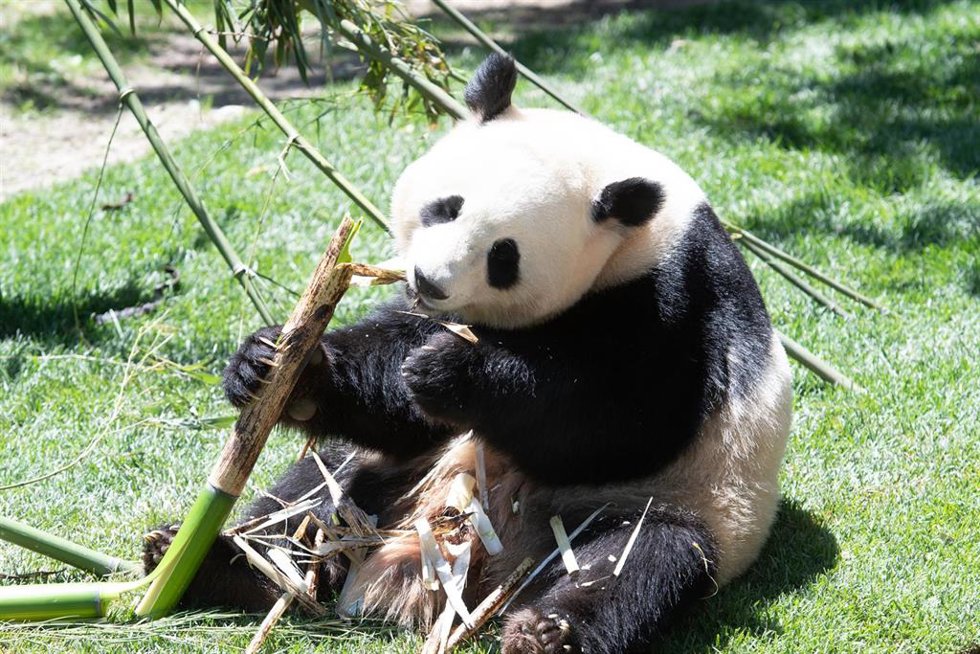 Archivo - Acto de presentación de los dos nuevos pandas del Zoo de Madrid, a 30 de mayo de 2024, en Madrid (España). 
