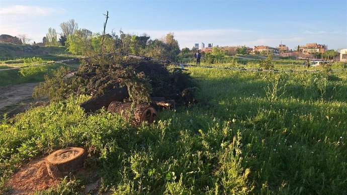Tala de árboles en Montecarmelo
