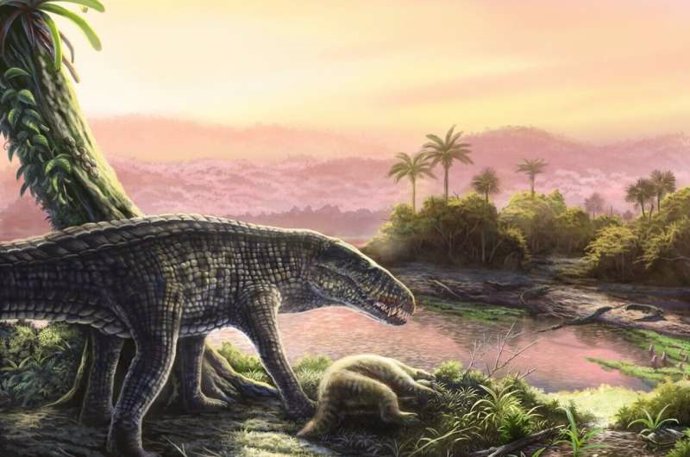 Imaginen un cocodrilo con la complexión de un galgo: ese es un sebécido. De gran altura, con algunas especies que alcanzan los 6 metros de longitud, los sebécidos fueron depredadores superiores hasta su extinción durante el Mioceno.