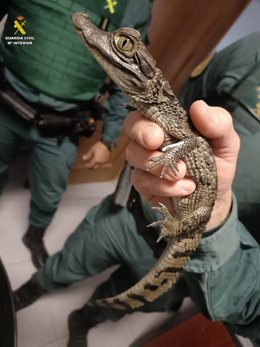 Animal exótico intervenido en la Operación Rigua.