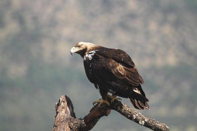 Imagen de archivo de un ejemplar de águila imperial