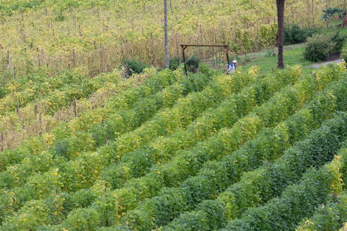 Archivo - Un home camina por un plantíu de faba fresca.  
