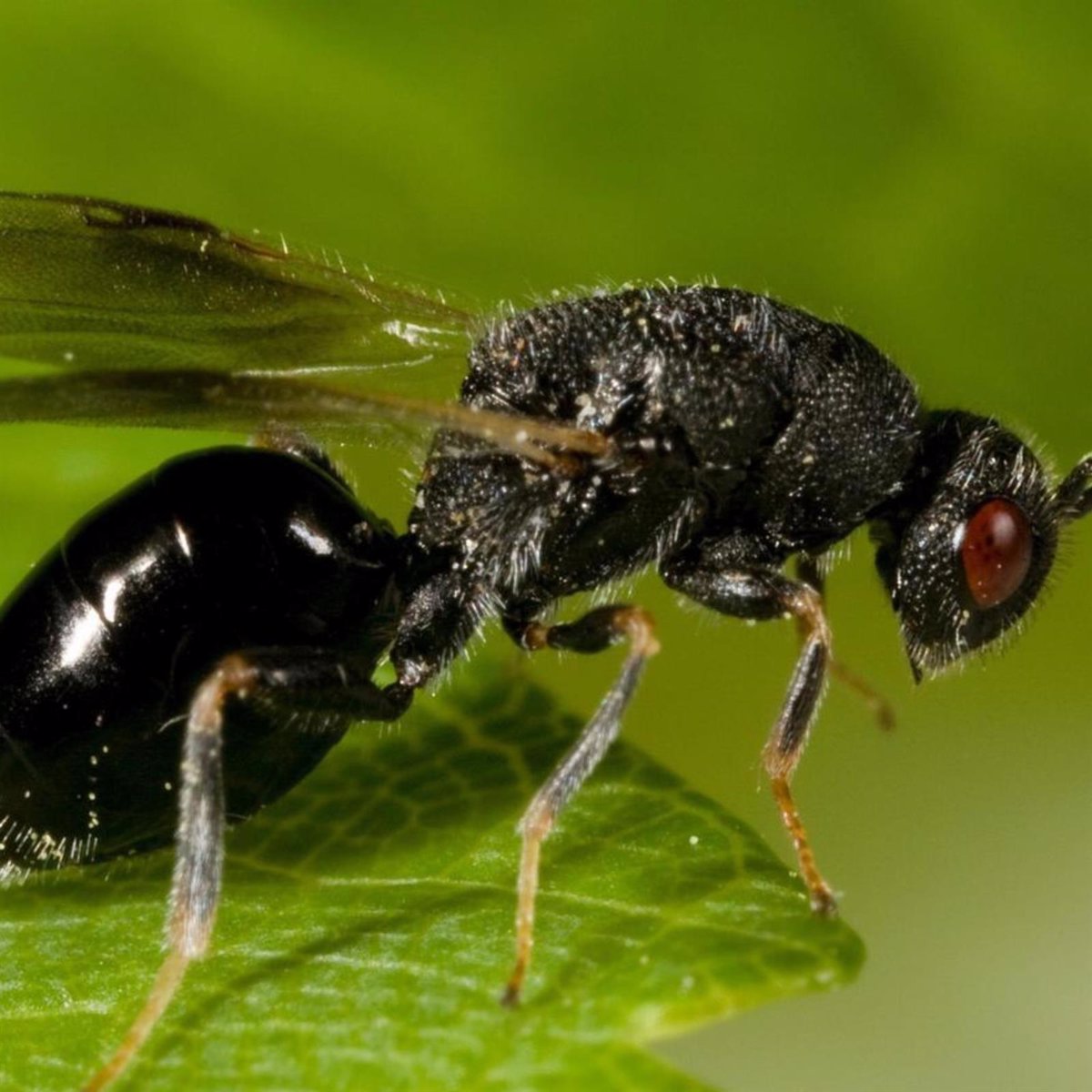 Declarada oficialmente la plaga de la avispilla del almendro en Andalucía tras detectarse en tres municipios de Granada