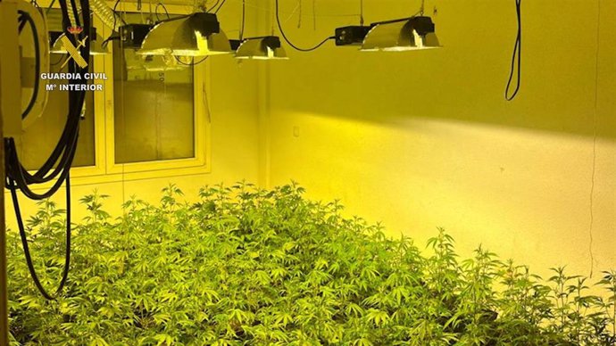 Cultivo interior de marihuana intervenido por la Guardia Civil en una vivienda de Roquetas de Mar (Almería).