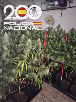Desmanteladas cinco plantaciones con más de 150 kilos de marihuana en Su Eminencia.