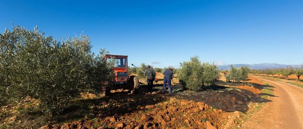 Explotación olivarera en Andalucía.