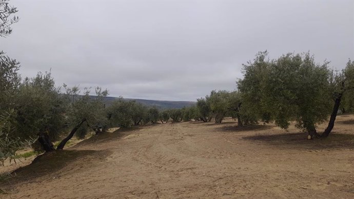 Archivo - Olivar en Lopera (Jaén)