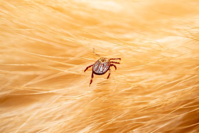 Archivo - Las personas que viven en zonas rurales tienen un 36% más de riesgo de sufrir la enfermedad de Lyme por las garrapatas