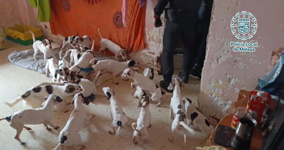 Los agentes observaron que los perros estaban muy delgados y tenían las uñas muy largas, posiblemente debido a la falta de desgaste por no salir a la calle, presentando algunos de ellos alopecia, dificultad para mover su tercio trasero, roces y heridas