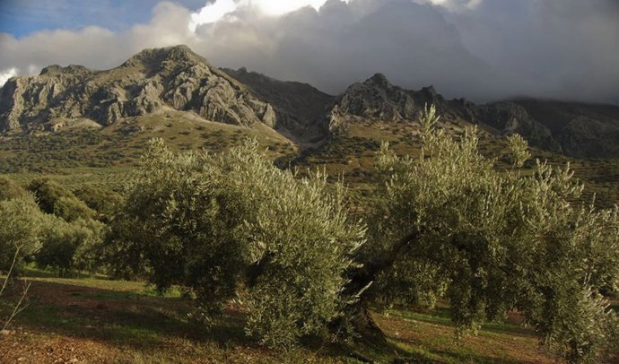 Archivo - Medio rural andaluz