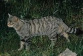Foto: El gato doméstico más antiguo de EEUU naufragó en Florida en 1559