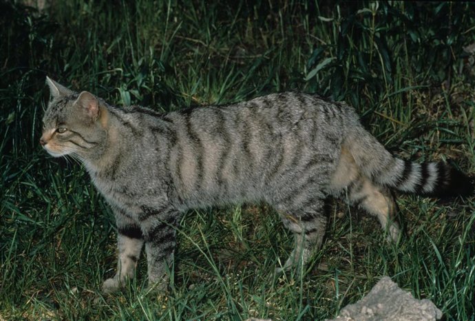 Archivo - Técnicos regionales evalúan la recuperación del gato montés en el Parque Nacional del Guadarrama
