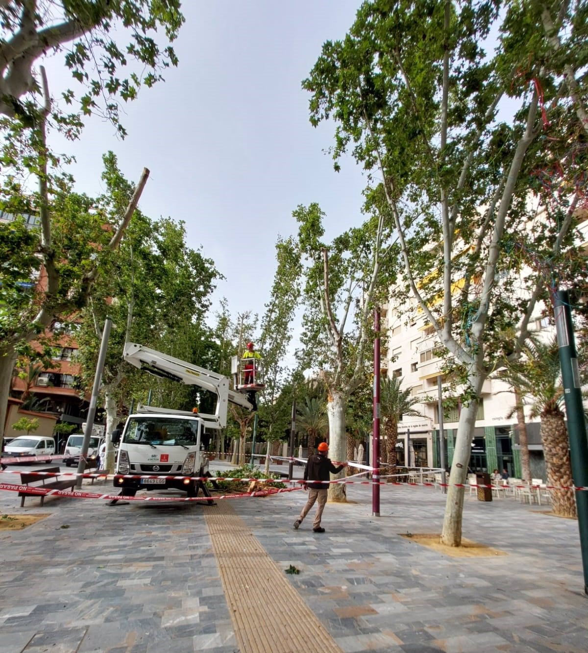 Dos personas heridas al caer una rama de un árbol del paseo Alfonso X, en Murcia
