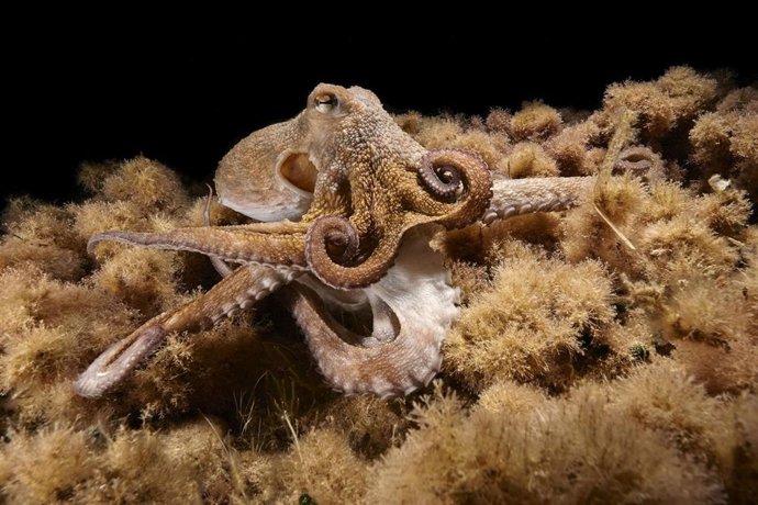 Pulpo documentado en el estudio del IIM y el IEO.