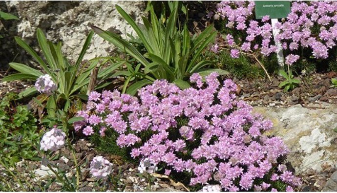 Un estudio internacional determina que la Armeria arcuata sigue extinta y que la de Utretcht es de otra especie.