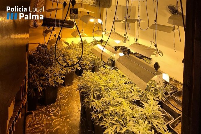 Detenido un hombre en Palma que tenía 80 plantas de marihuana en su domicilio