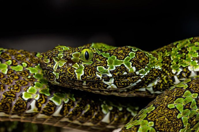 Cabárceno incorpora tres nuevas especies de serpientes venenosas asiáticas