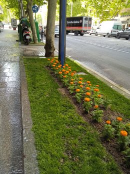 El Ayuntamiento de Jaén planta flores de temporada en la ciudad.