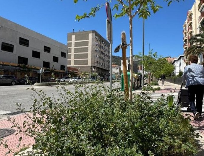 Hierbas altas en las calles de la capital.