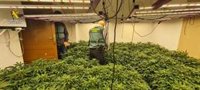 Detenido en Gilena (Sevilla) con una plantación de marihuana en su vivienda con enganche ilegal a la red