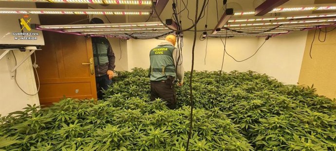 Un agente, en la plantación 'indoor' de marihuana localizada en una vivienda de Gilena.