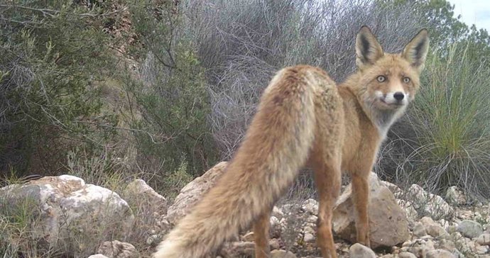 Zorro captado por las cámaras de fototrampeo en la Sierra del Carche