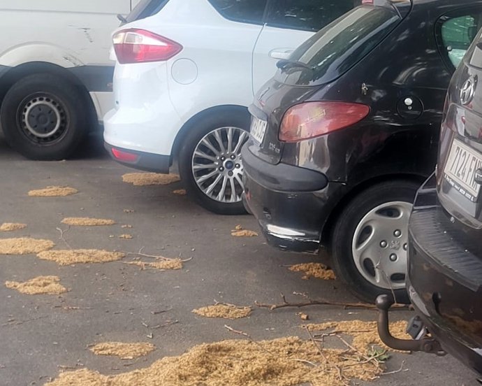 Acumulación de polen junto a varios vehículos en Palma.