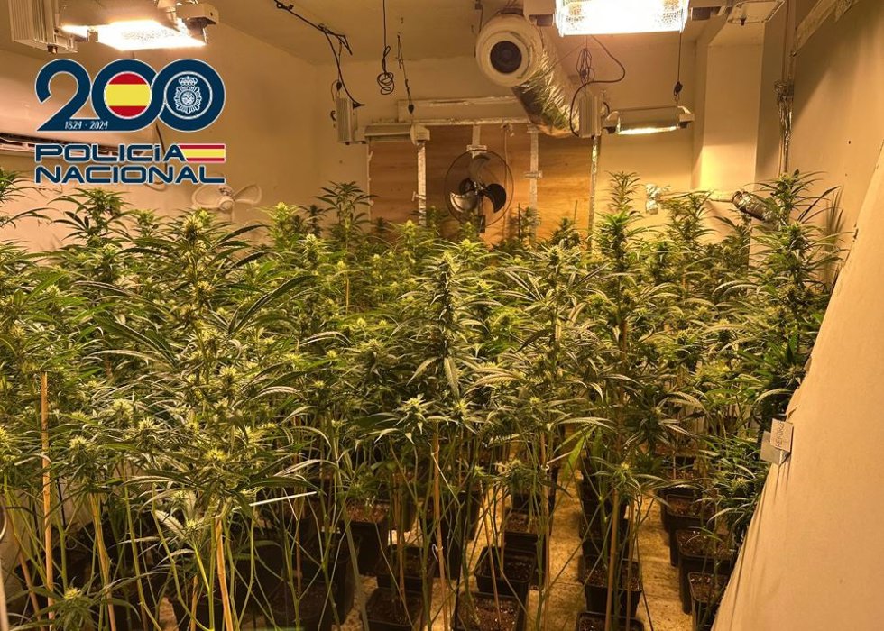 Una de las plantaciones 'indoor' descubiertas en el noveno de un edificio de la zona norte