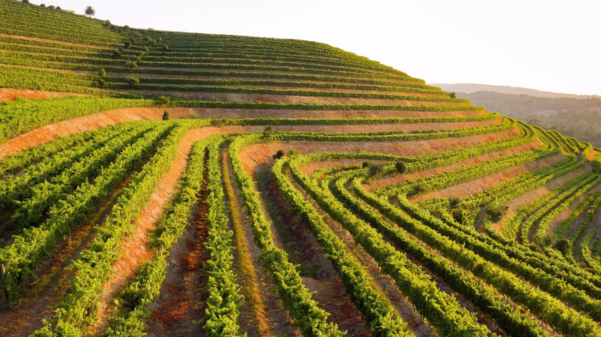 Altos de Torona: el alma del Rías Baixas en cada copa de vino