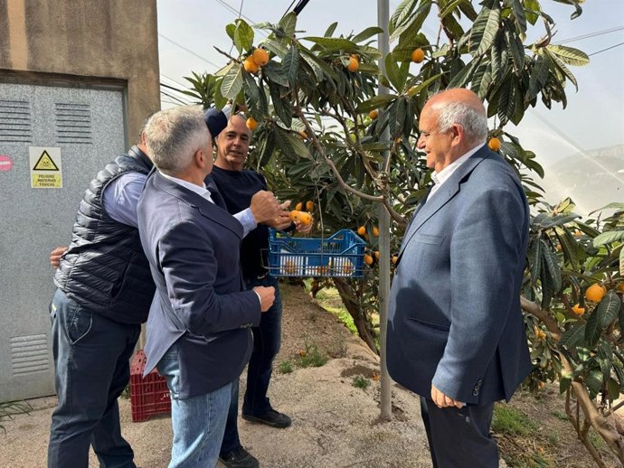 Acto del primer corte del níspero
