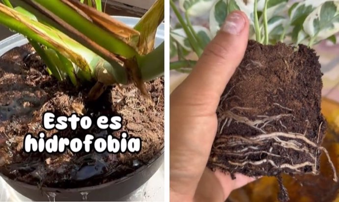 No la tires a la basura: el truco para regar una planta que repele el agua y que siga creciendo