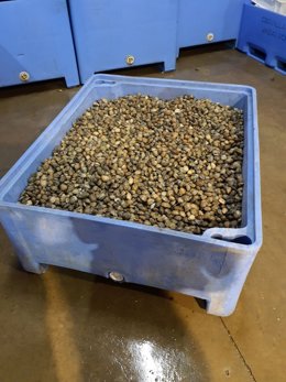 Imagen de una  de las partidas de almejas japonesas intervenidas