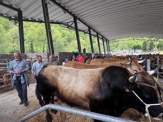 El diputado del PP Luis Venta en el concurso de ganado 'Asturiana de los Valles' en Teverga.