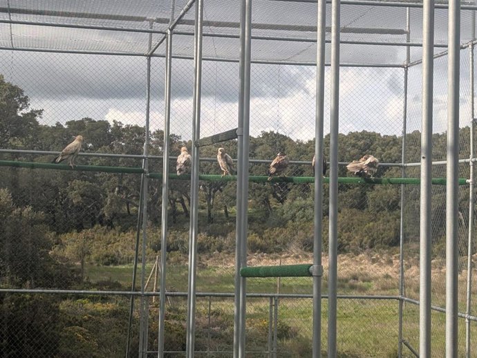 Suelta de alimoches.