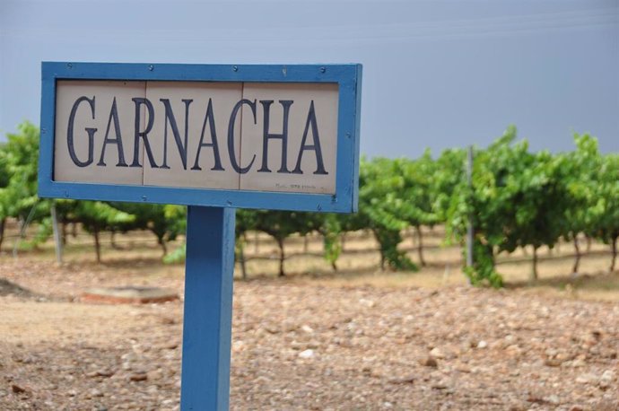 Campo de garnachas en la Denominación de Origen Cariñena.