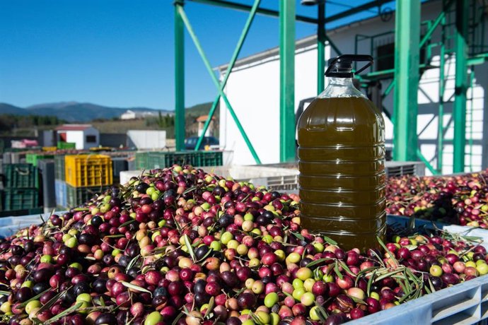Archivo - Una garrafa de aceite sobre cientos de aceitunas, en la “Almazara Tradicional”, en Gata (Cáceres), a 24 de noviembre de 2023, en Cáceres, Extremadura (España). 