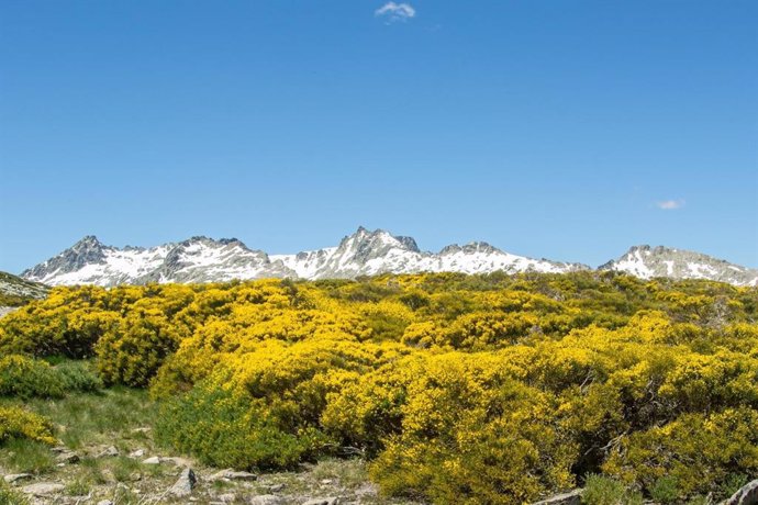 Festivval 'Gredos en flor'