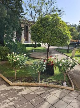 Flores de temporada para engalanar Huelva esta primavera