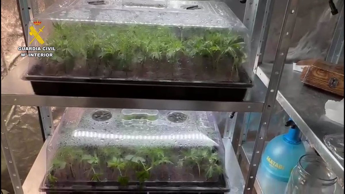Detenidos 2 hermanos al descubrirse, a raíz de un caso de violencia de género, un cultivo de marihuana en una vivienda