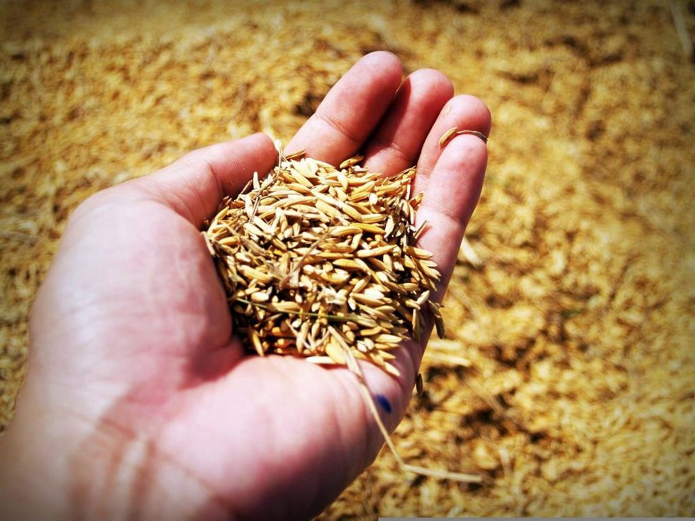 El salvado de arroz, la capa exterior, es el sustrato óptimo para cultivar hongos que producen enzimas de interés