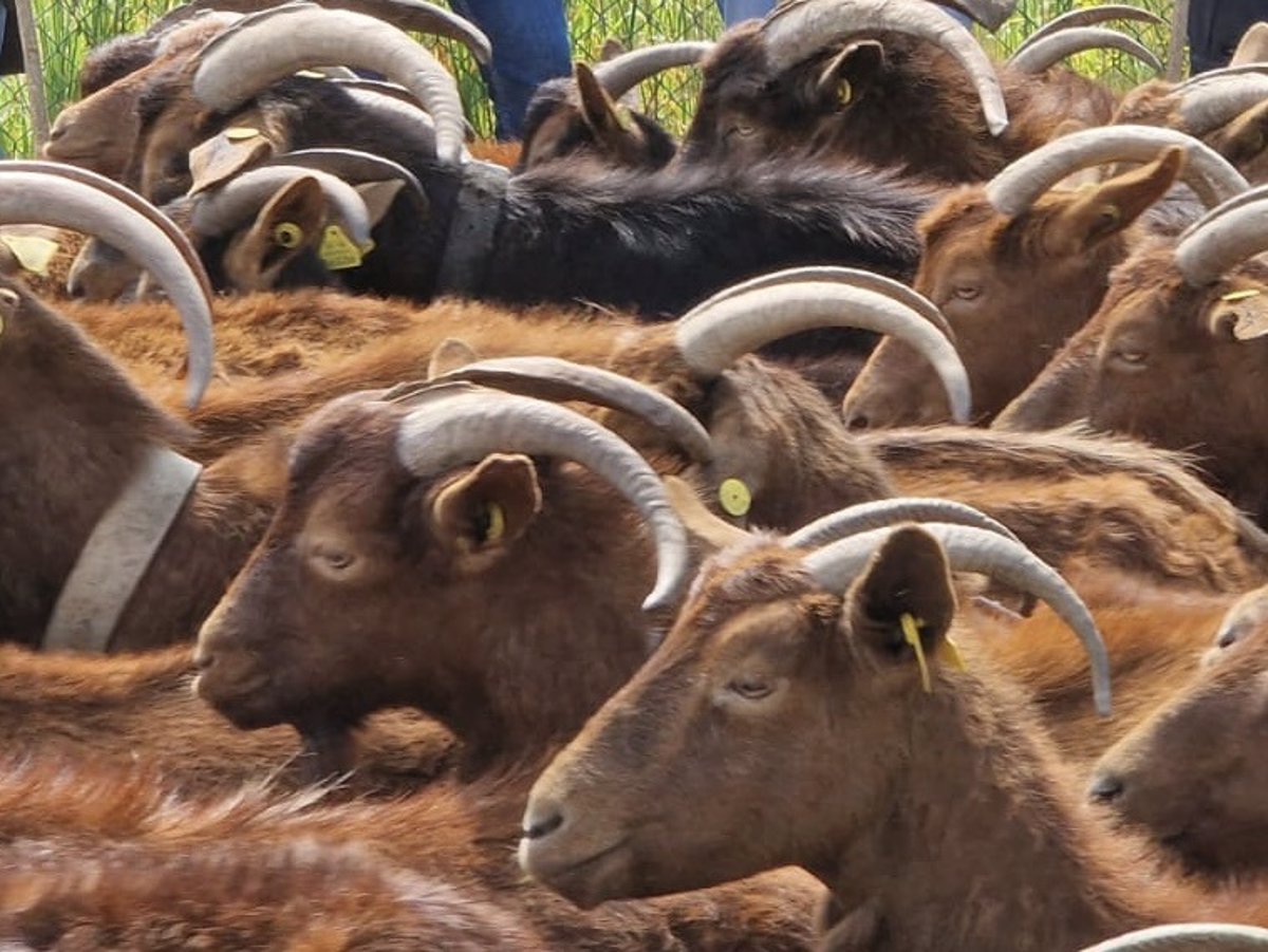 Asturias apoya con 90.000 euros la mejora genética de las razas autóctonas